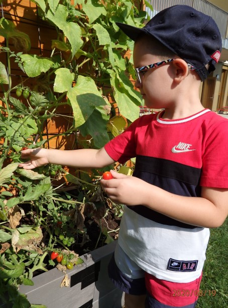 Ein Junge pflückt genüsslich Tomaten von einem Strauch im Garten 